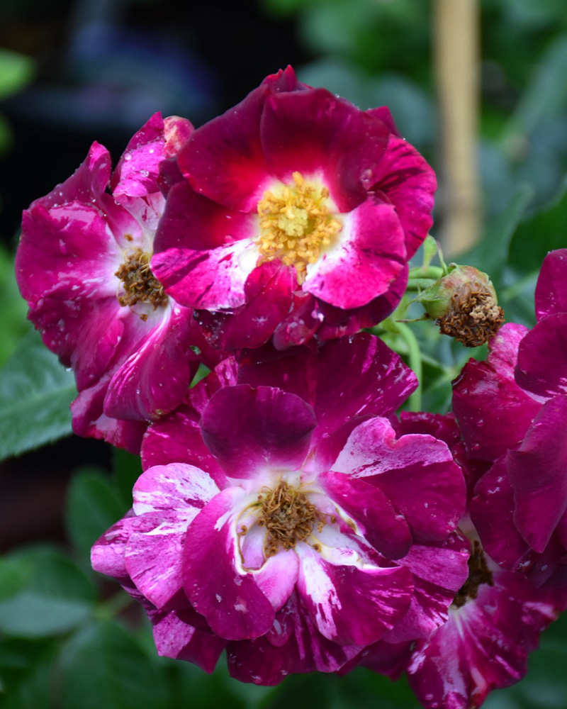 Purple Splash Rose Climber #5<br><i>Rosa 'Purple Splash'</br></i>