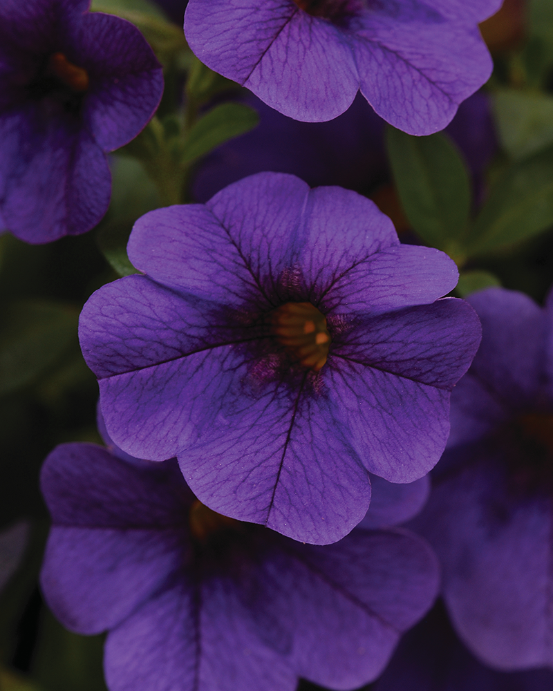 Calibrachoa Cabaret Deep Blue 4"