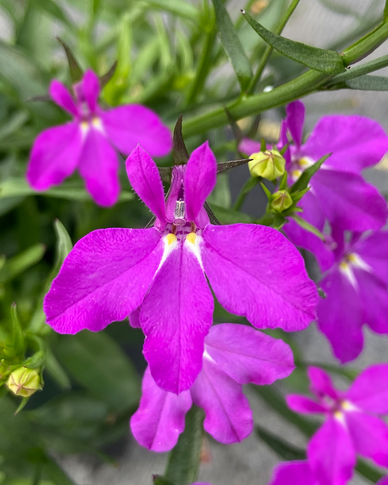 Lobelia Waterfall Magenta 4"