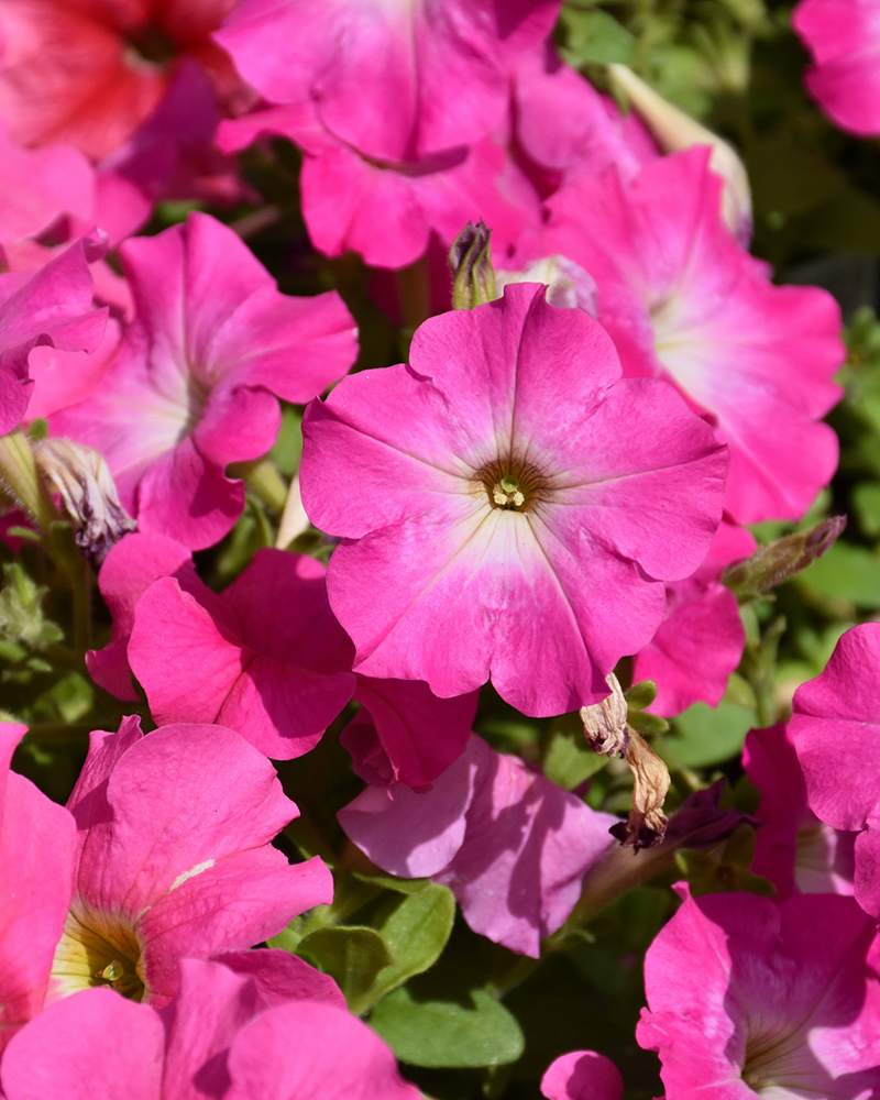 Petunia Dreams Pink 4"