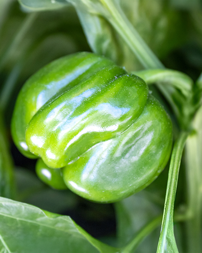 Pepper Baron 4"