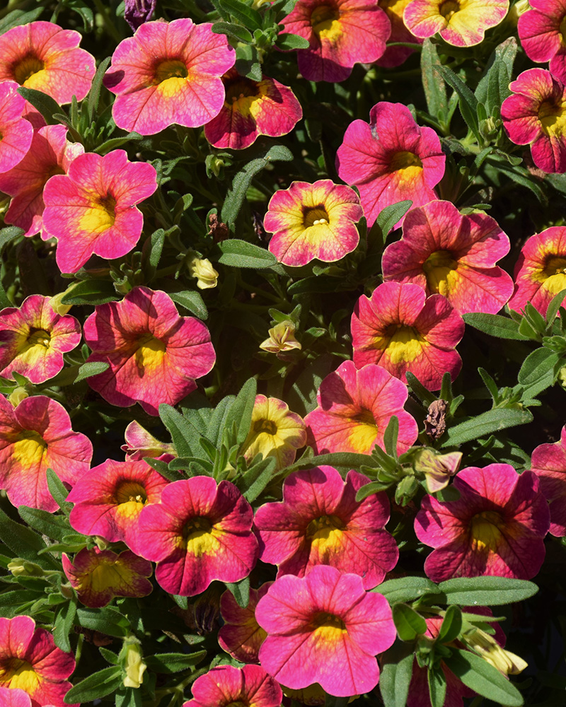 Calibrachoa Cabaret Diva Pink 4"