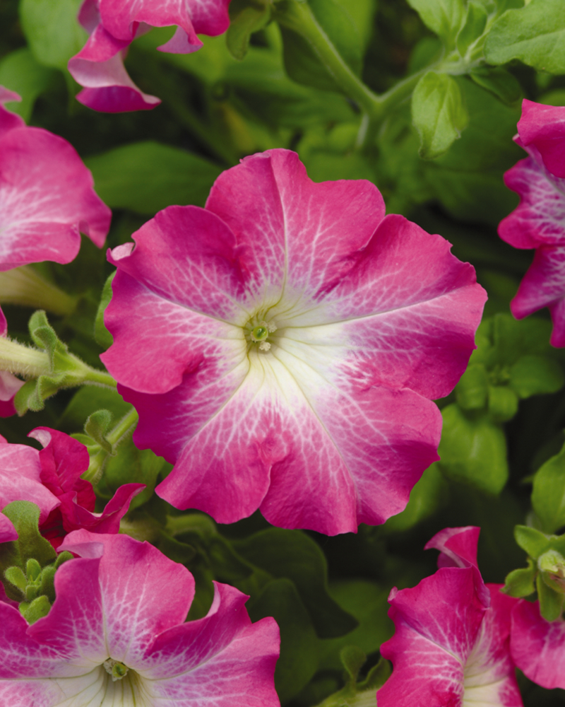 Petunia Dreams Rose Morn 4"