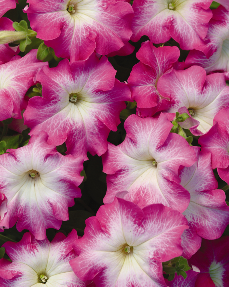 Petunia Dreams Rose Morn 4\"
