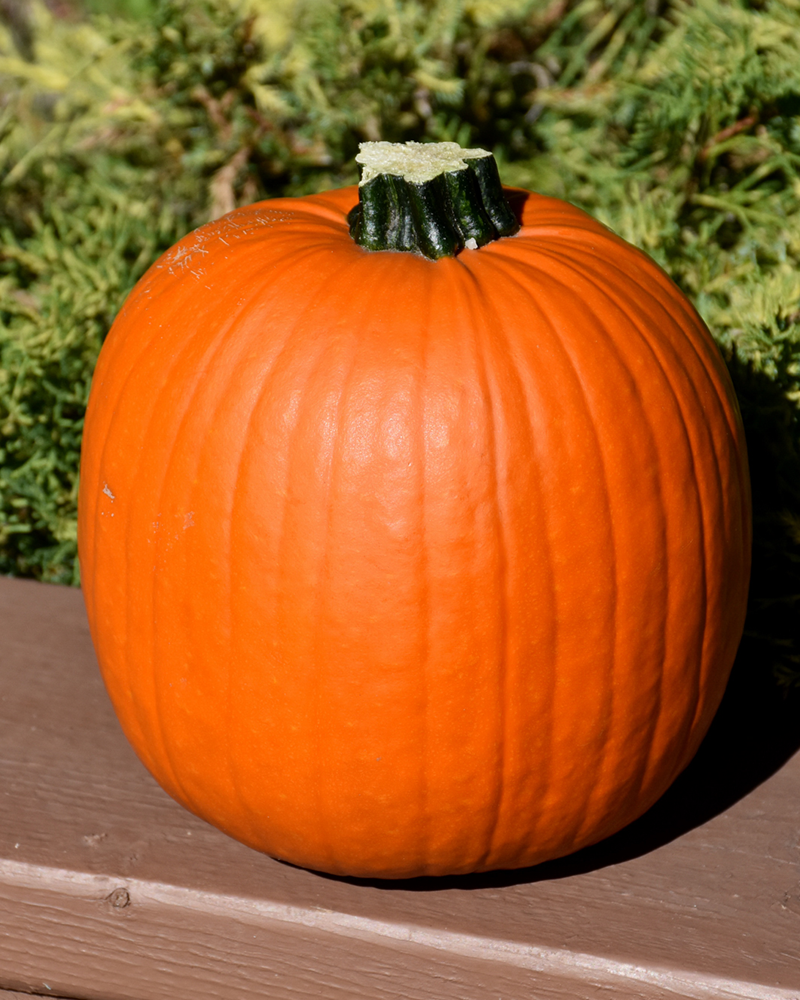 Pumpkin Howden 4"