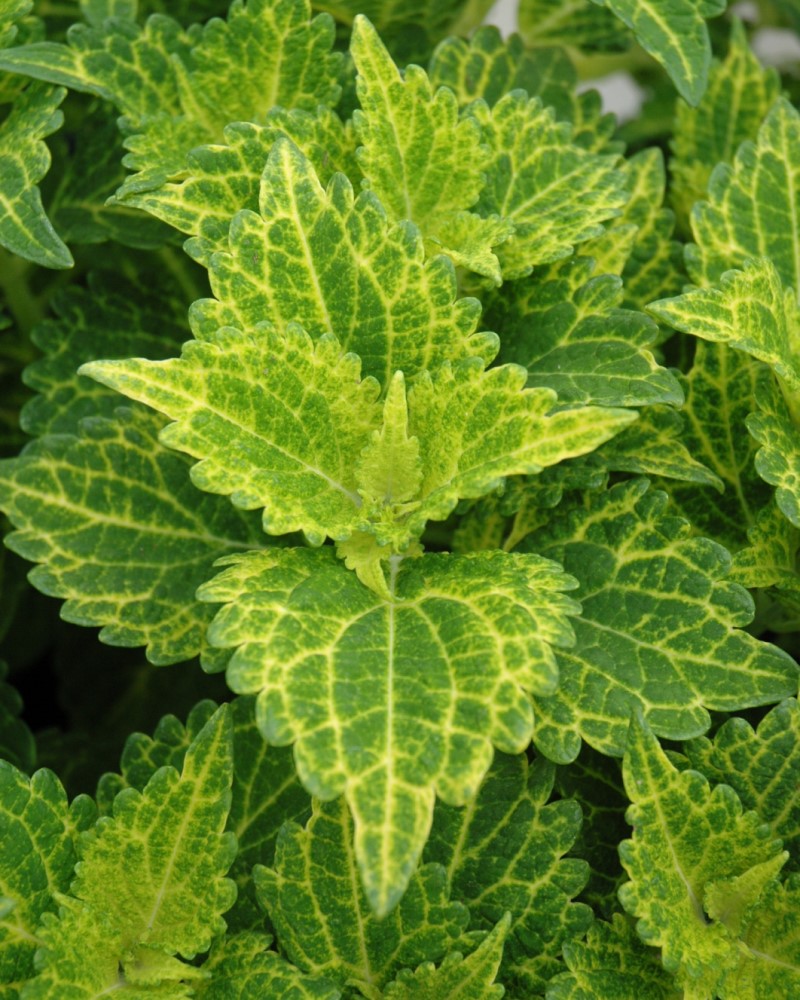 Coleus Electric Lime 4"