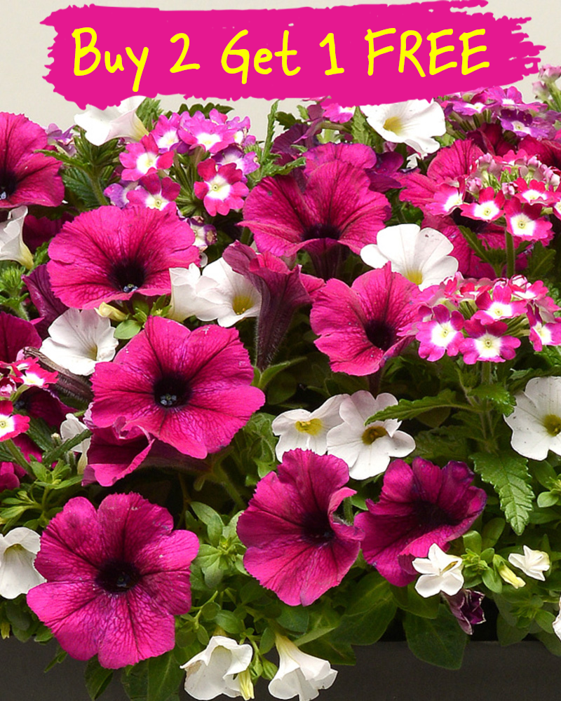 MixMasters Berry Basket Hanging Basket 10"