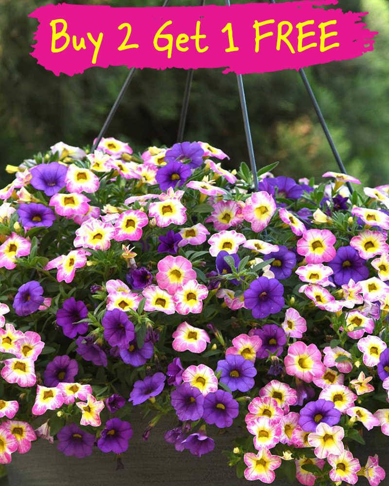 MixMasters Diva La Vida Hanging Basket 10"
