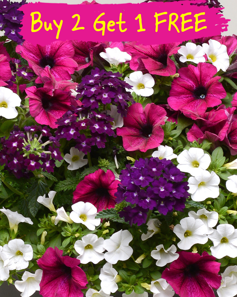 MixMasters Jazzberry Jam Hanging Basket 12"