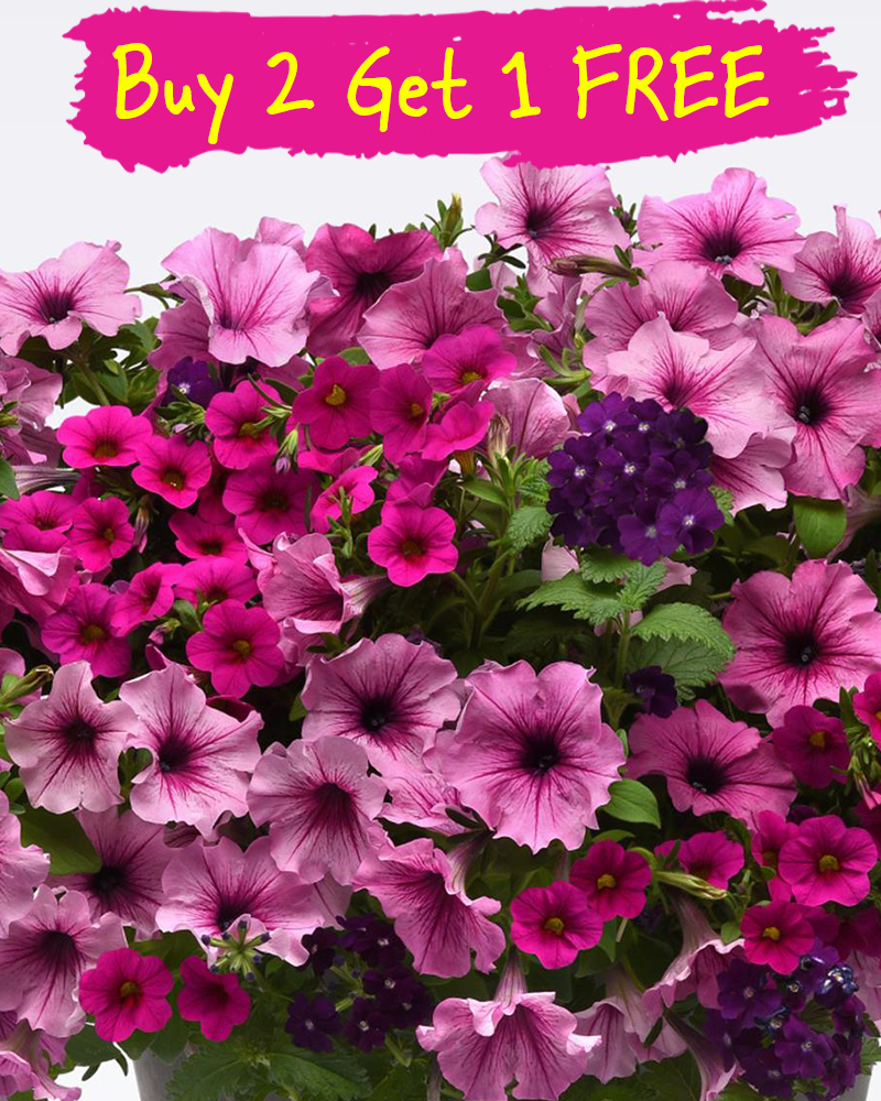 MixMasters A Grape Fit Hanging Basket 10"