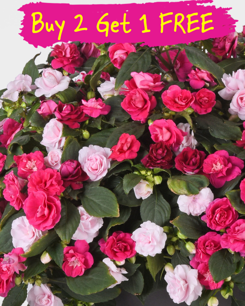 MixMasters All that Glimmers Hanging Basket 12"