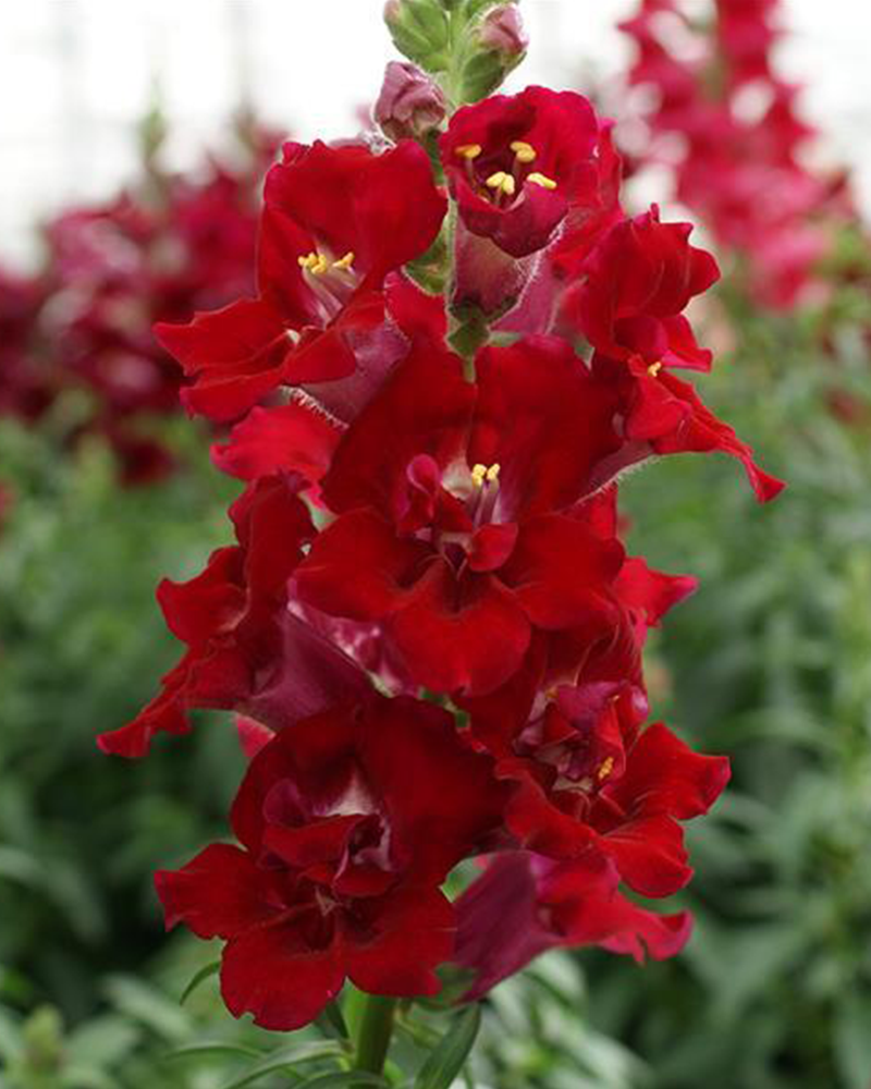 Snapdragon DoubleShot Crimson Red 6 Pack
