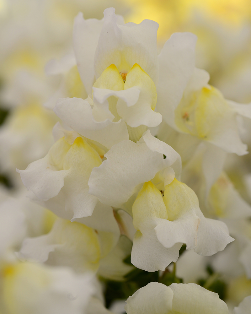 Snapdragon Snapshot White 4"