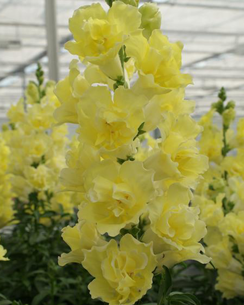 Snapdragon Doubleshot Yellow 4"