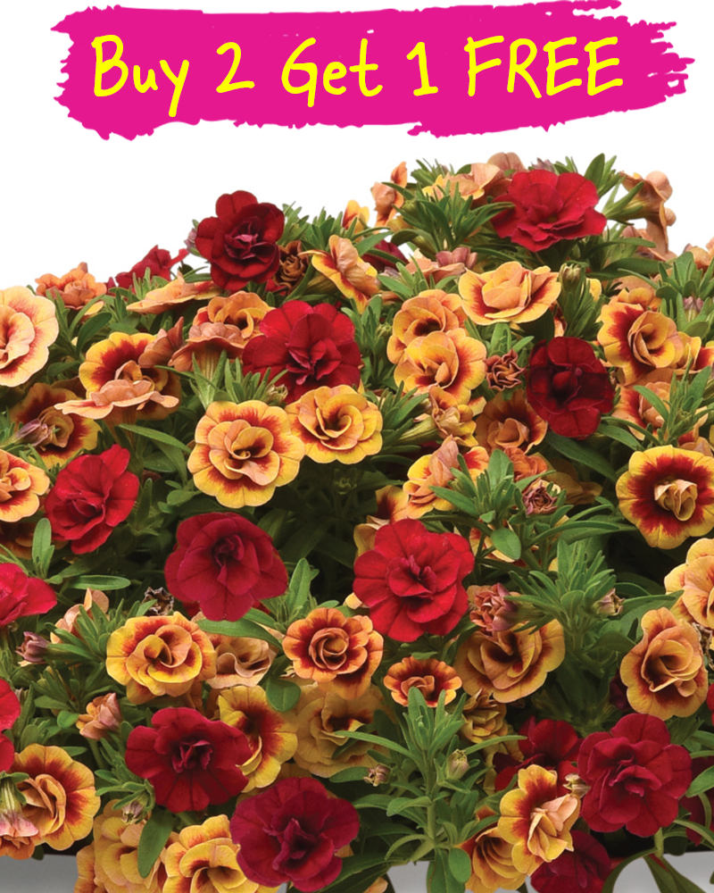 Trixiliner Double the Heat Hanging Basket 10"