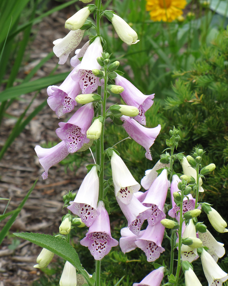 Foxy Foxglove #1<br><i>Digitalis purpurea 'Foxy'</br></i>