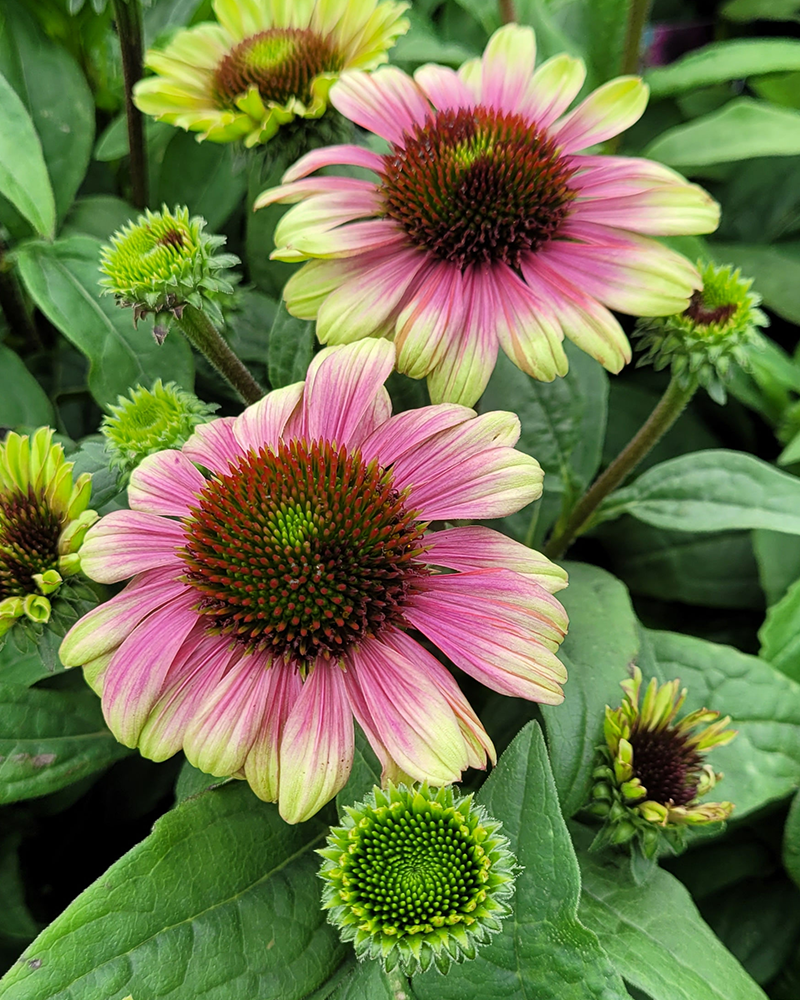 Sweet Sandia Coneflower #1<br><i>Echinacea 'TNECHSS'</br></i>