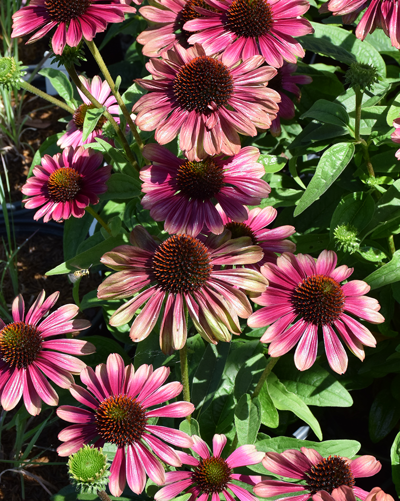 Sweet Sandia Coneflower #1<br><i>Echinacea \'TNECHSS\'</br></i>