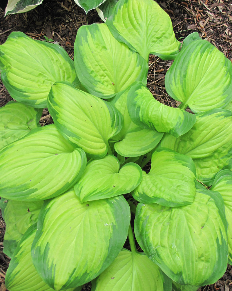 Stained Glass Hosta #1<br><i>Hosta 'Stained Glass'</br></i>