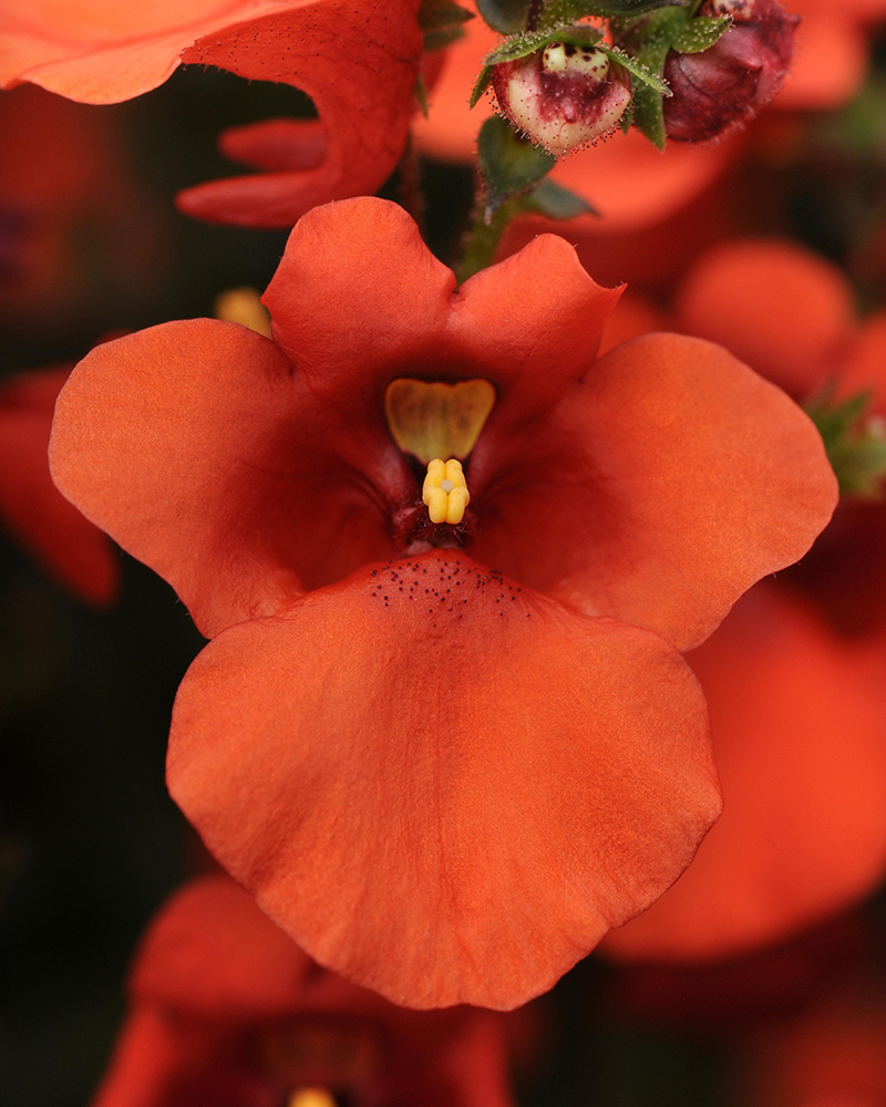 Twinspur Juliet Orange 4"