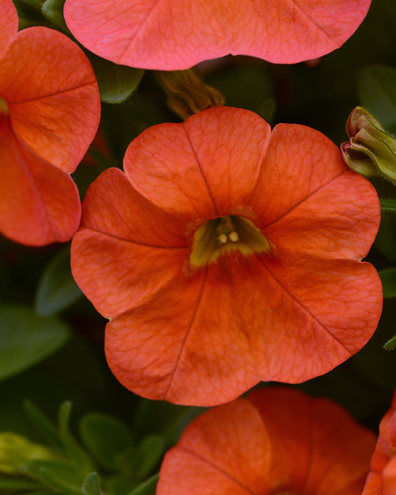 Calibrachoa Cabaret Orange 4"