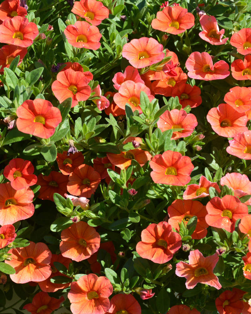 Calibrachoa Cabaret Orange 4\"