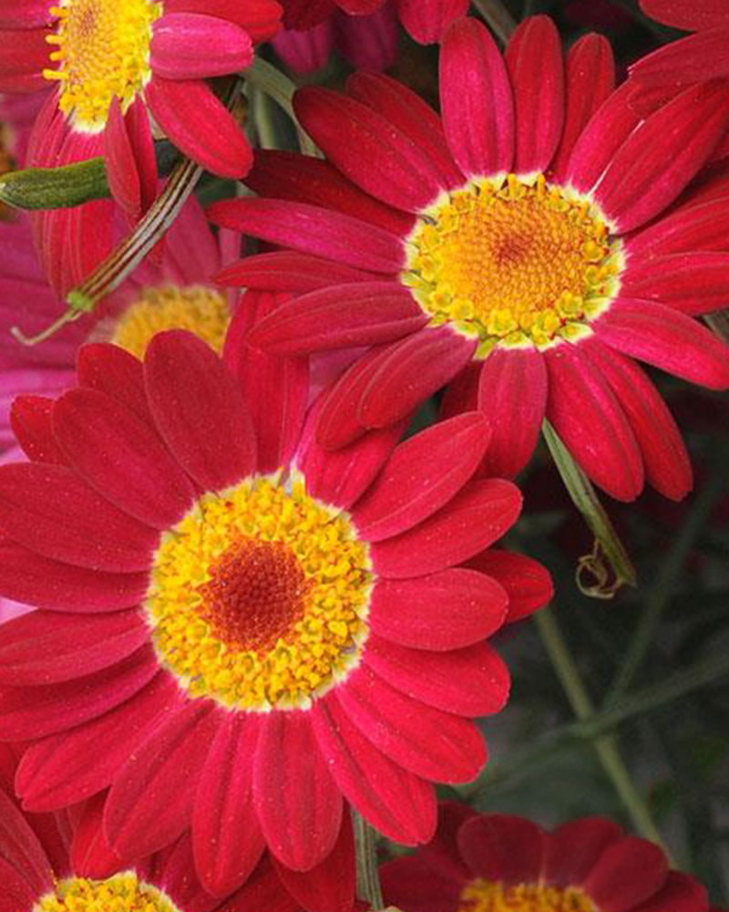 Argyranthemum Madeira Red Daisy 4"