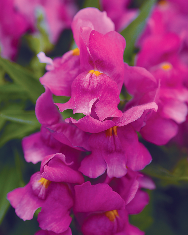 Snapdragon Snapshot Purple 4"