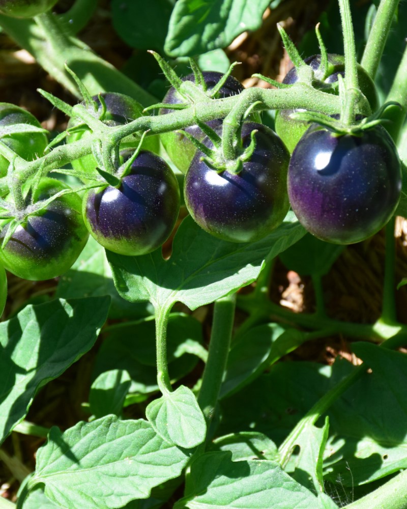 Tomato Midnight Snack 4"