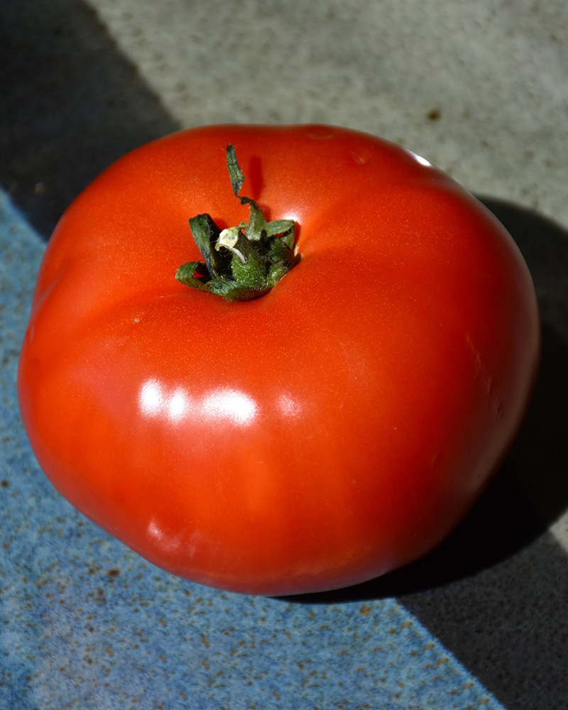 Tomato Bush Early Girl 4"