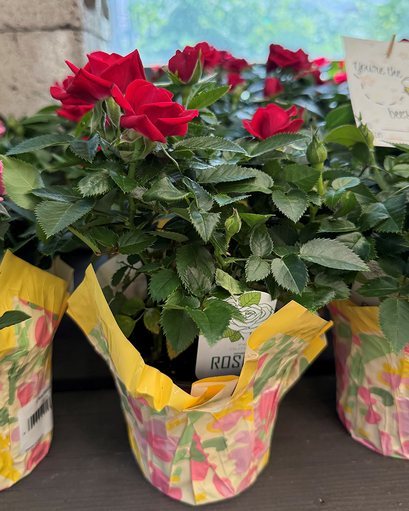 Mini Rose 6\" Choose Red or Yellow