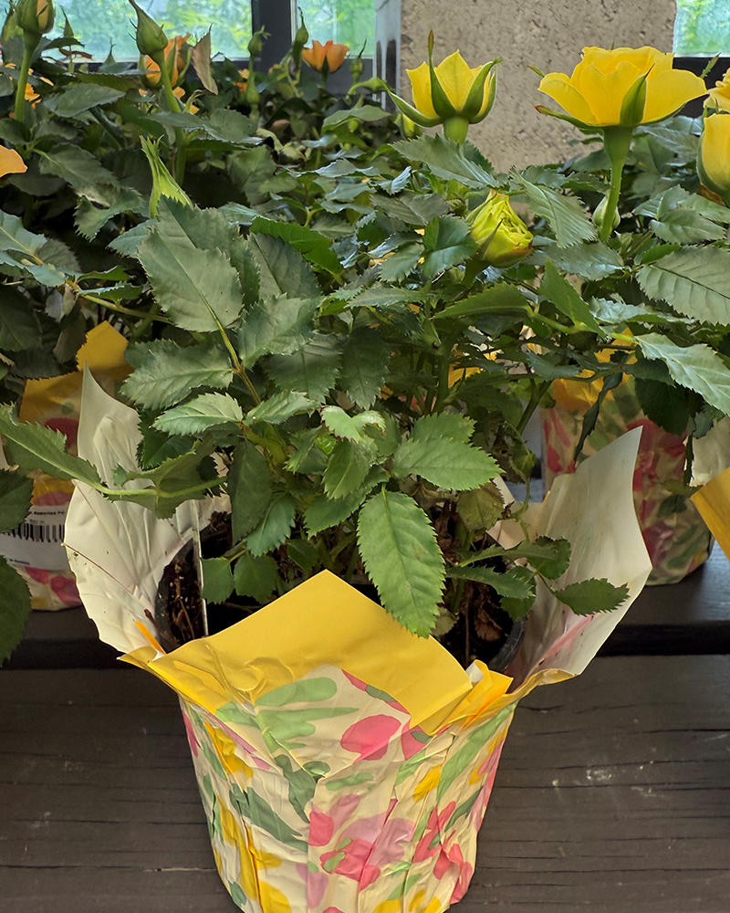 Mini Rose 6\" Choose Red or Yellow