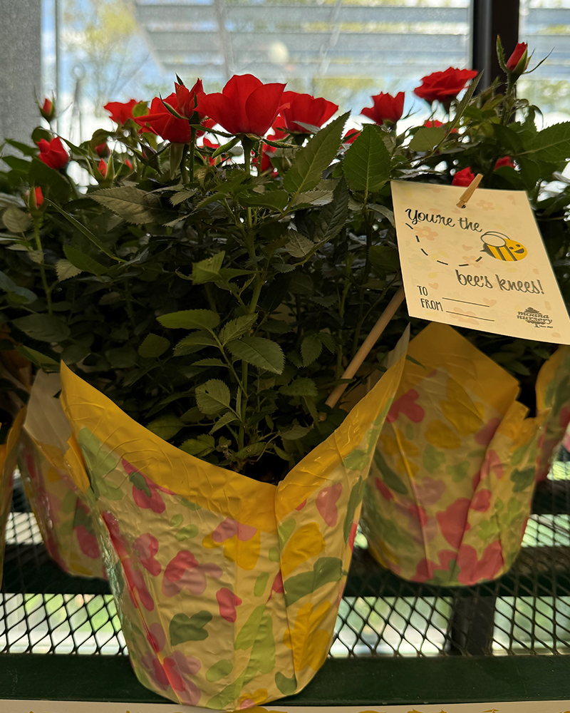 Mini Rose 4\" Choose Red or Pink