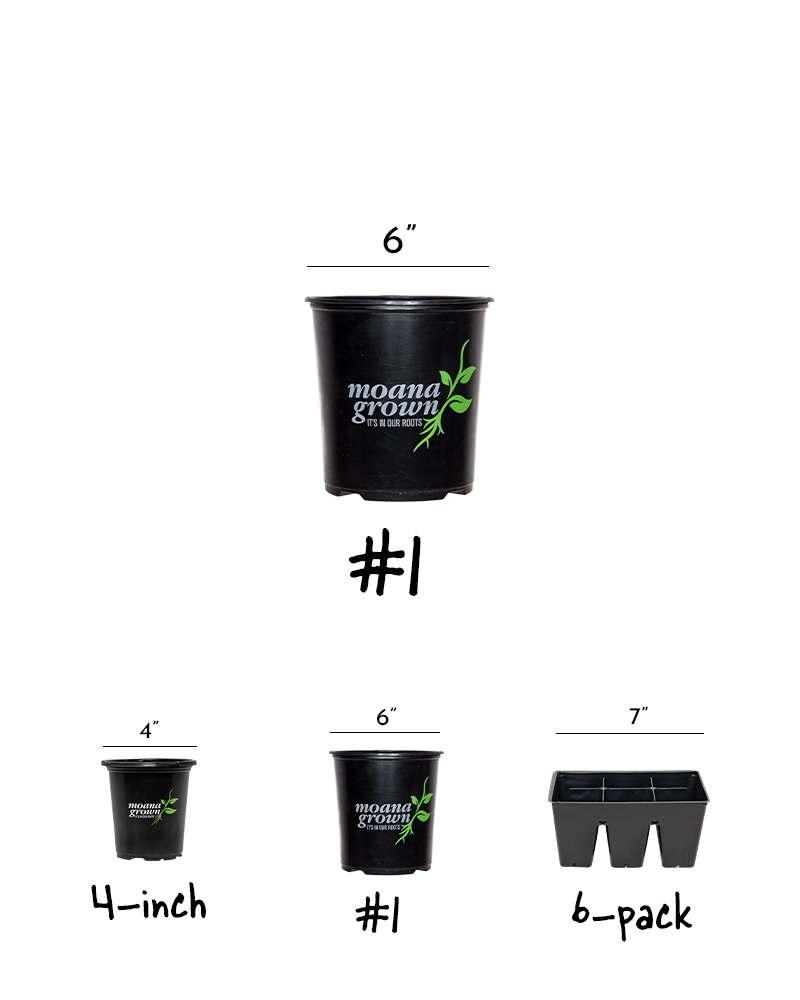 Tomato Cherokee Purple #1