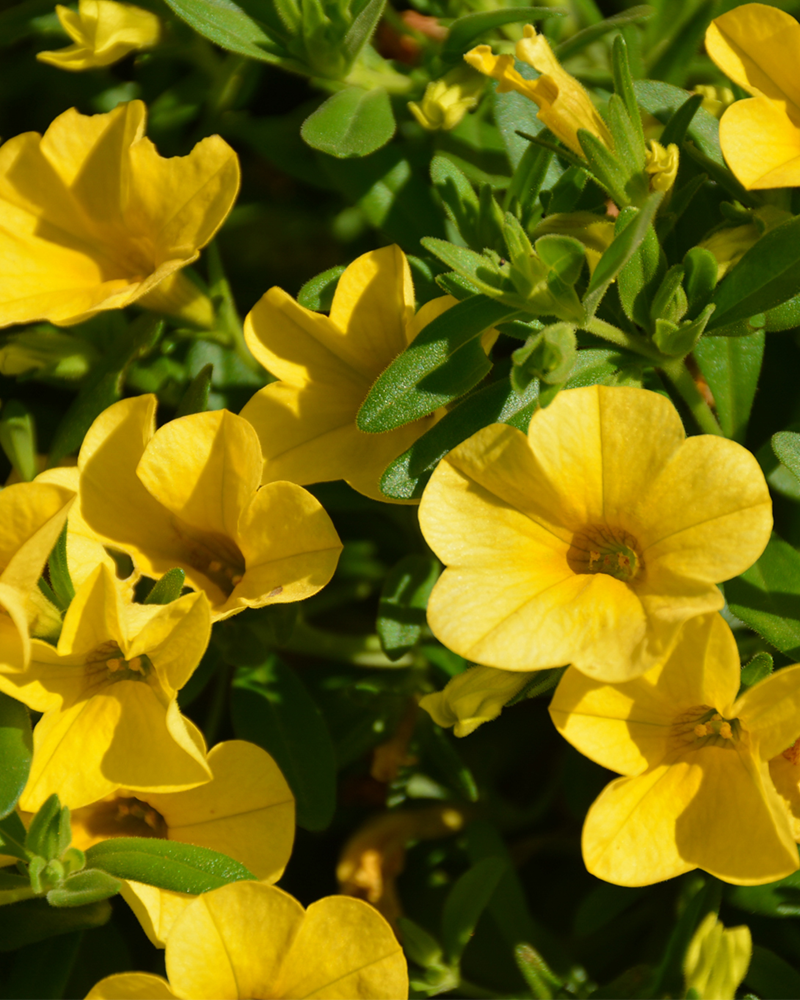 Calibrachoa Cabaret Deep Yellow 4"
