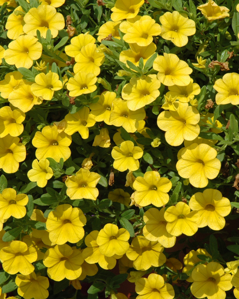 Calibrachoa Cabaret Deep Yellow 4\"