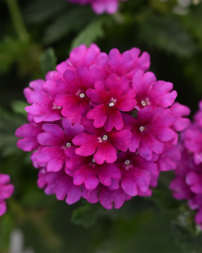 Verbena Cadet Upright Purple 4"