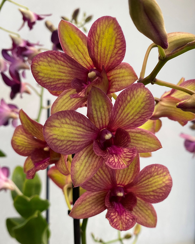 Orchid Phalaenopsis Novelty 4"