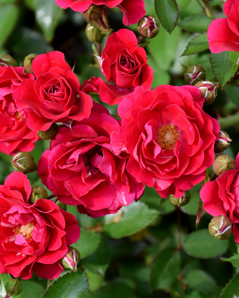 Fire Meidiland® Rose #2<br><i>Rosa 'Meipsidue'</br></i>