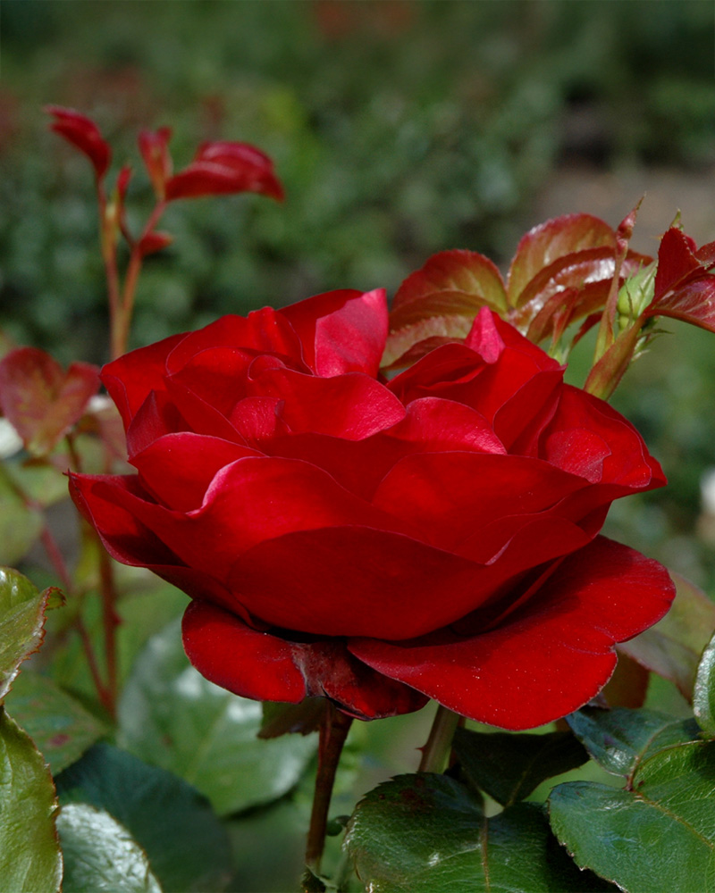 Fire Meidiland® Rose #2<br><i>Rosa \'Meipsidue\'</br></i>