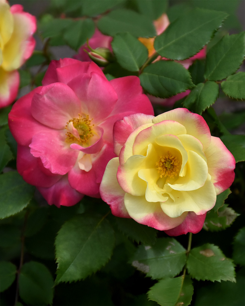 Campfire Rose #2<br><i>Rosa 'Campfire'</br></i>