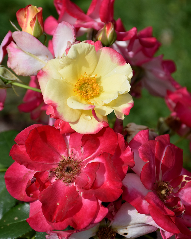 Campfire Rose #2<br><i>Rosa \'Campfire\'</br></i>
