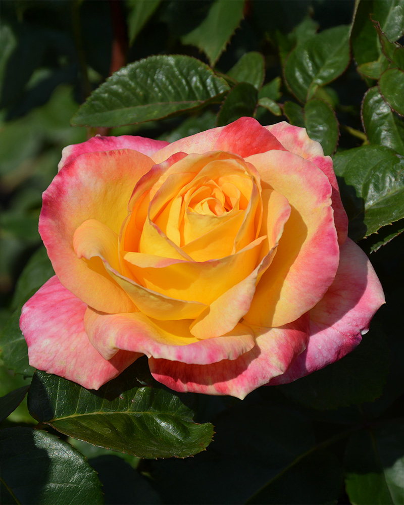 Love And Peace Rose #2<br><i>Rosa 'Love And Peace'</br></i>