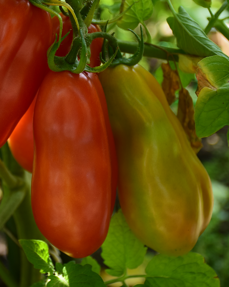 Tomato San Marzano #1