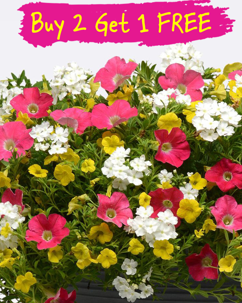 MixMasters Paradise Sunrise Hanging Basket 10"