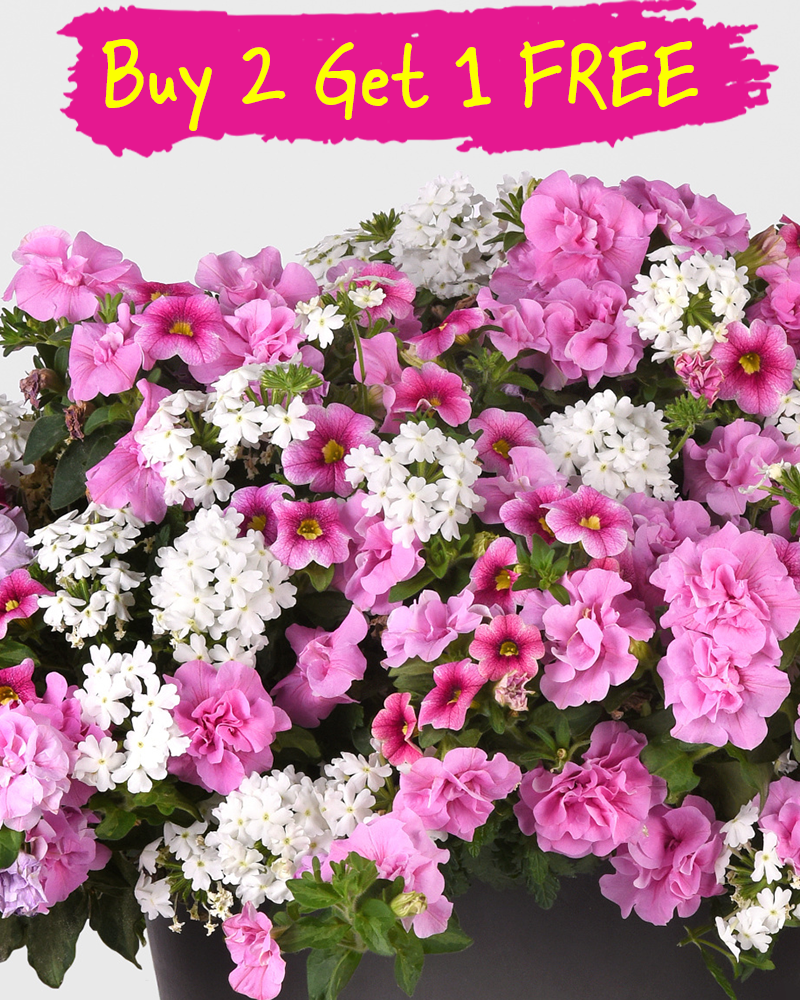 MixMasters Piece of Cake Hanging Basket 10"