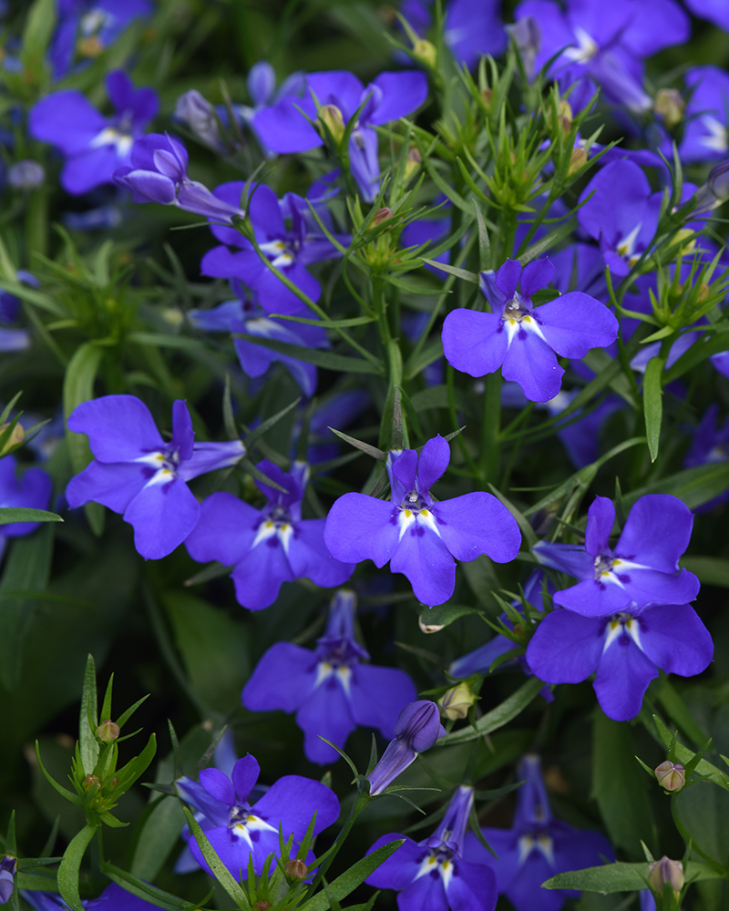 Lobelia Magadi Compact Blue 4"