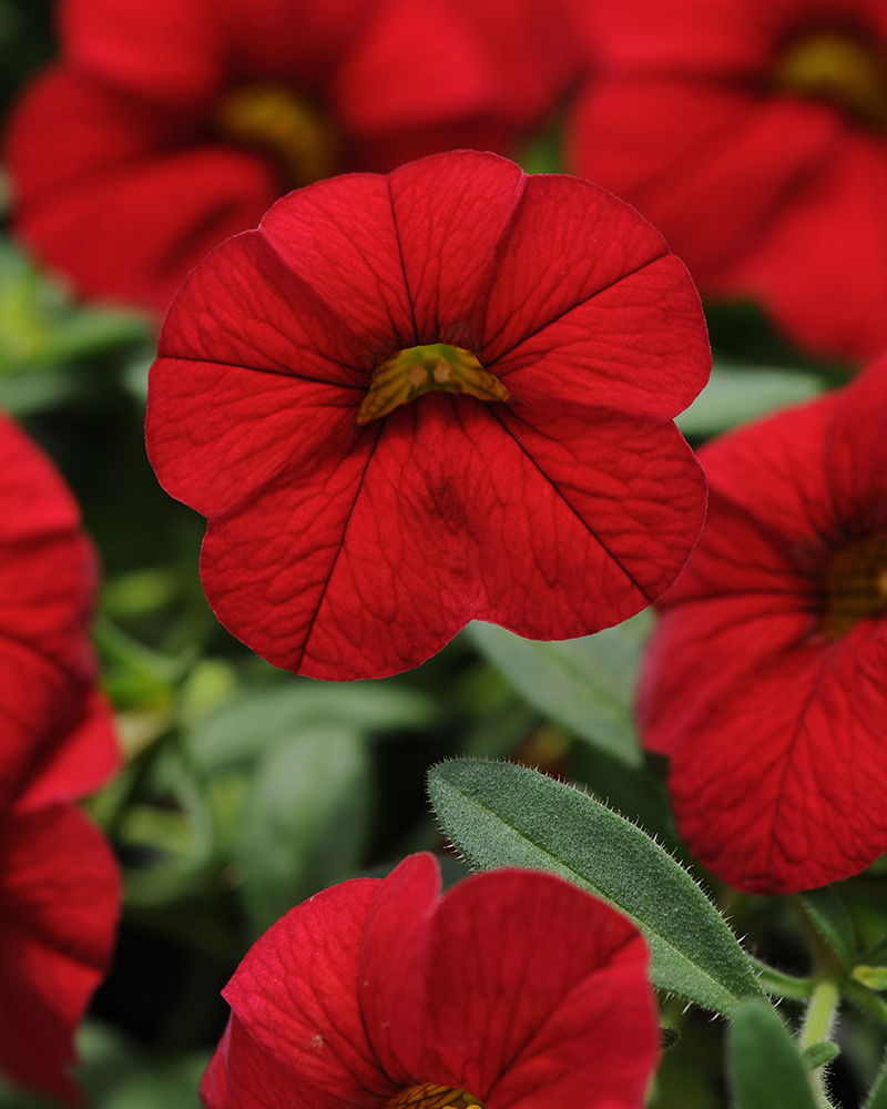 Calibrachoa Cabaret Bright Red 4"