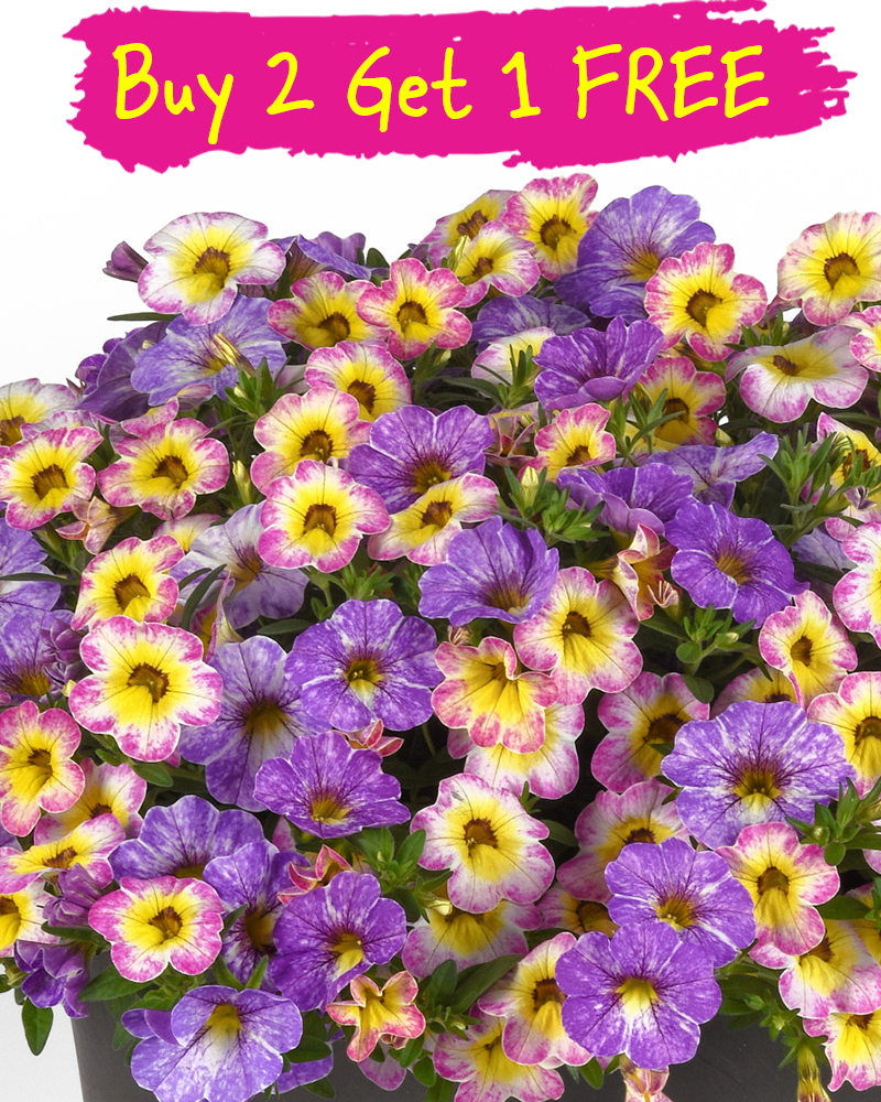 MixMasters Pretty Pastels Hanging Basket 10"