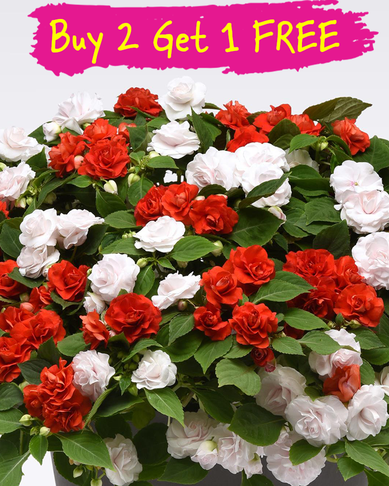 MixMasters Glimmerazzi Hanging Basket 12"